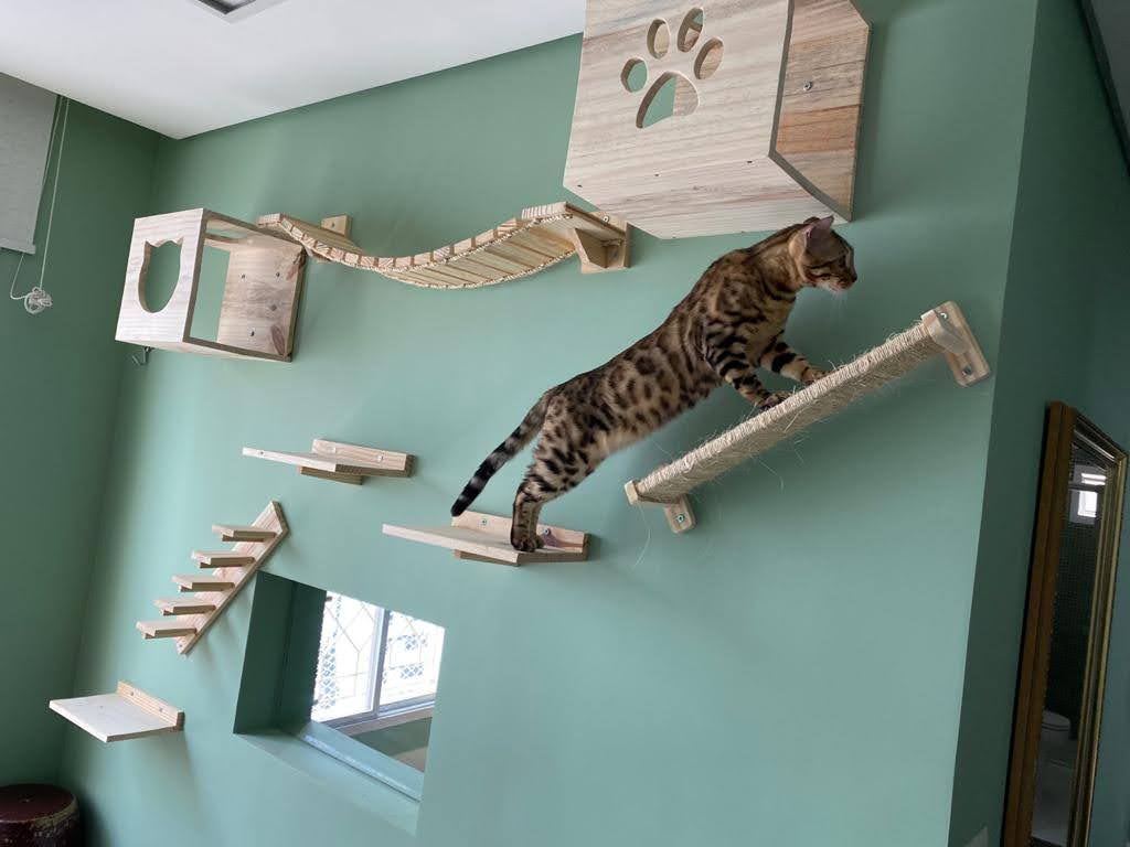playground para gatos